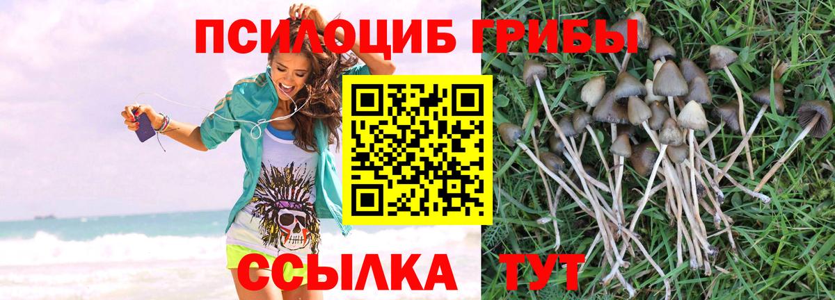 Псилоцибиновые грибы Cubensis Великий Новгород