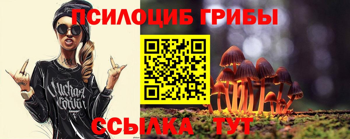Псилоцибиновые грибы Psilocybe Великий Новгород